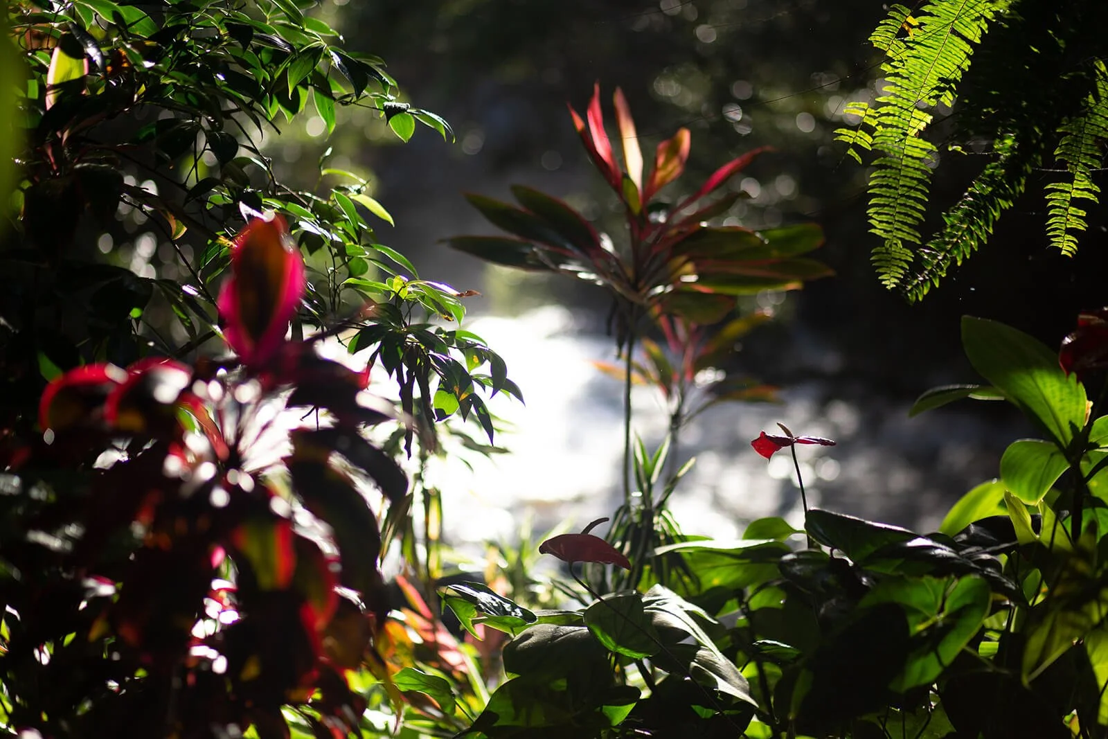 Maui Retreat Info Call