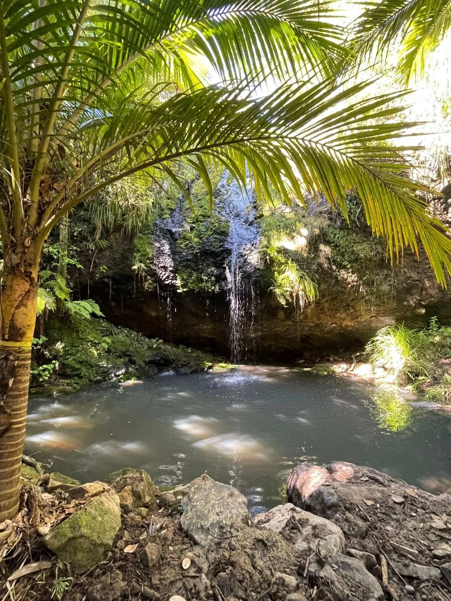 A small waterfall flowing into a pond surrounded by rocks and lush green tropical plants, with a palm tree in the foreground and sunlight filtering through the foliage.