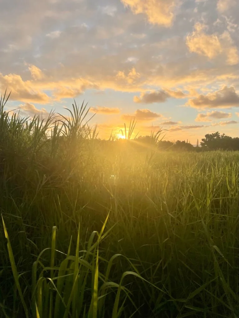 Sunset over a grassy field with clouds in the sky.