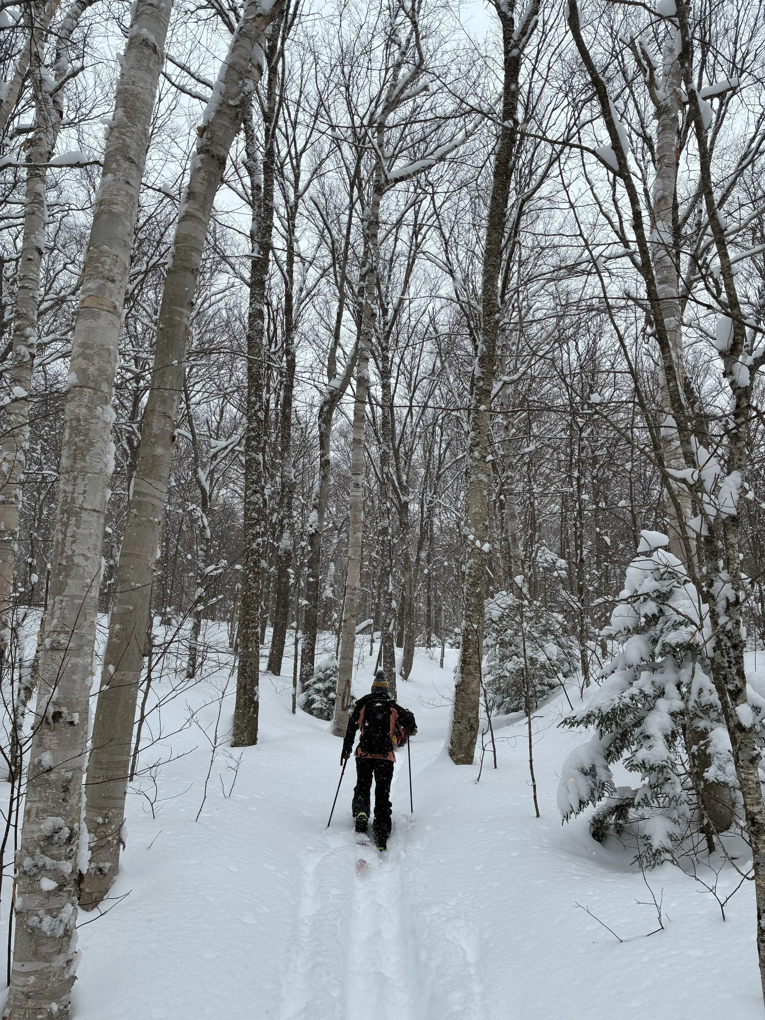 Woman skinning up through woods alone in deep snow