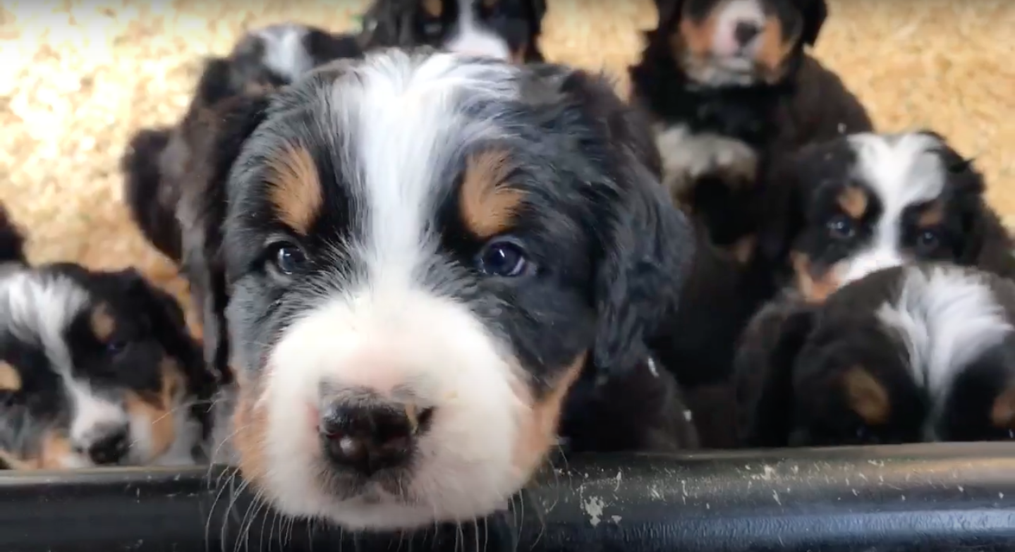 Bernedoodle Breeders Colorado, Arizona, Utah, California