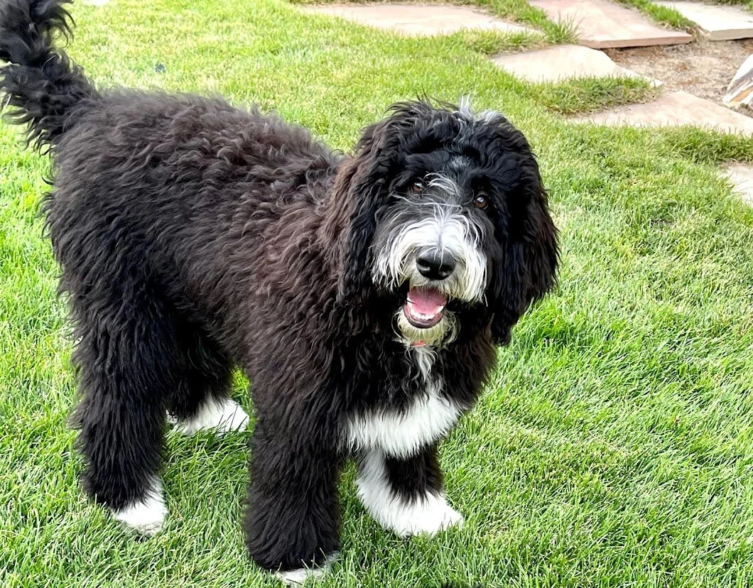 katie bernedoodle mountain dog