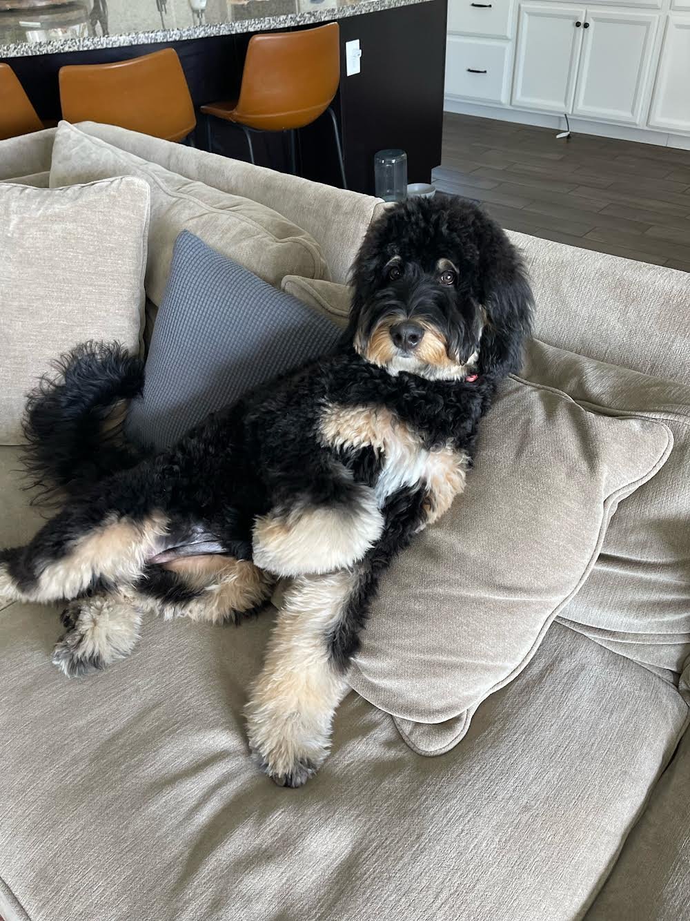whitney mountain dog