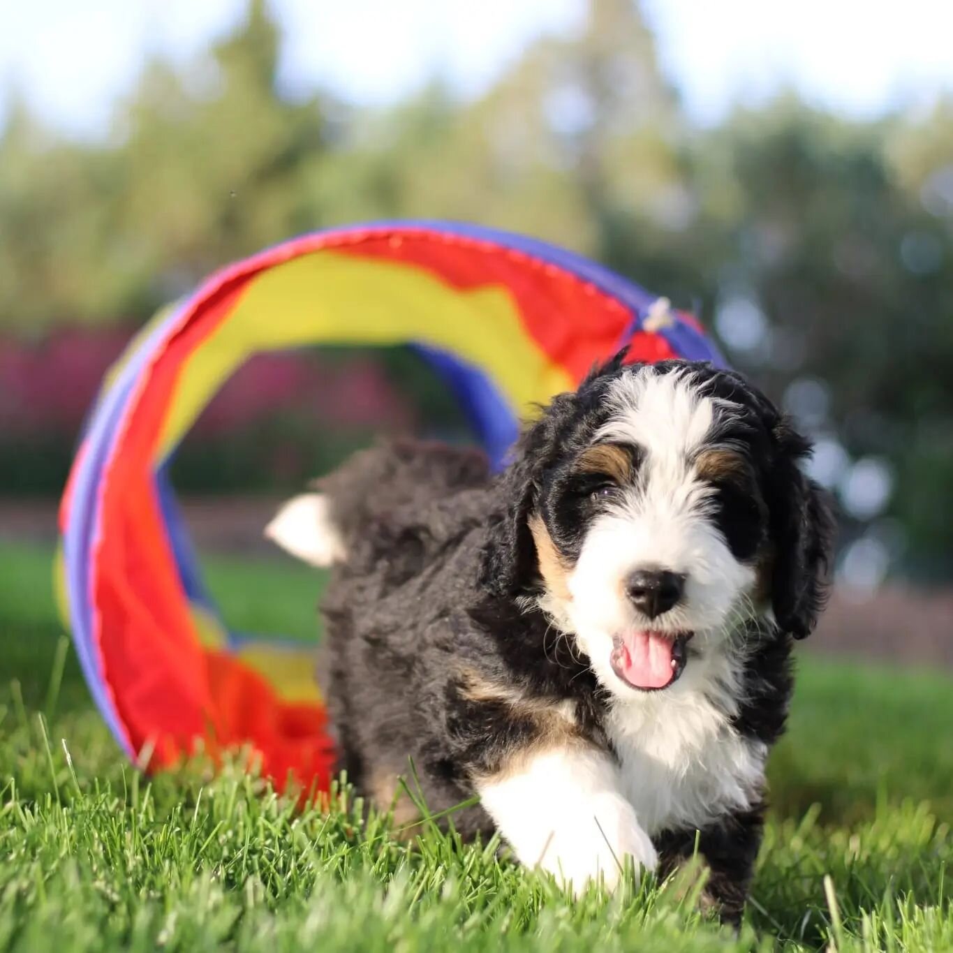 Looks like this little Cowboy has a future in agility ⛹️&zwj;♂️

#haystackmountain #haystackbernedoodles  #bernedoodle #coloradobernedoodle #bernedoodlesofinstagram  #doodlesofinstagram #doodlesoftheworld #dogsofinstagram #puppiesofinstagram #puppy #