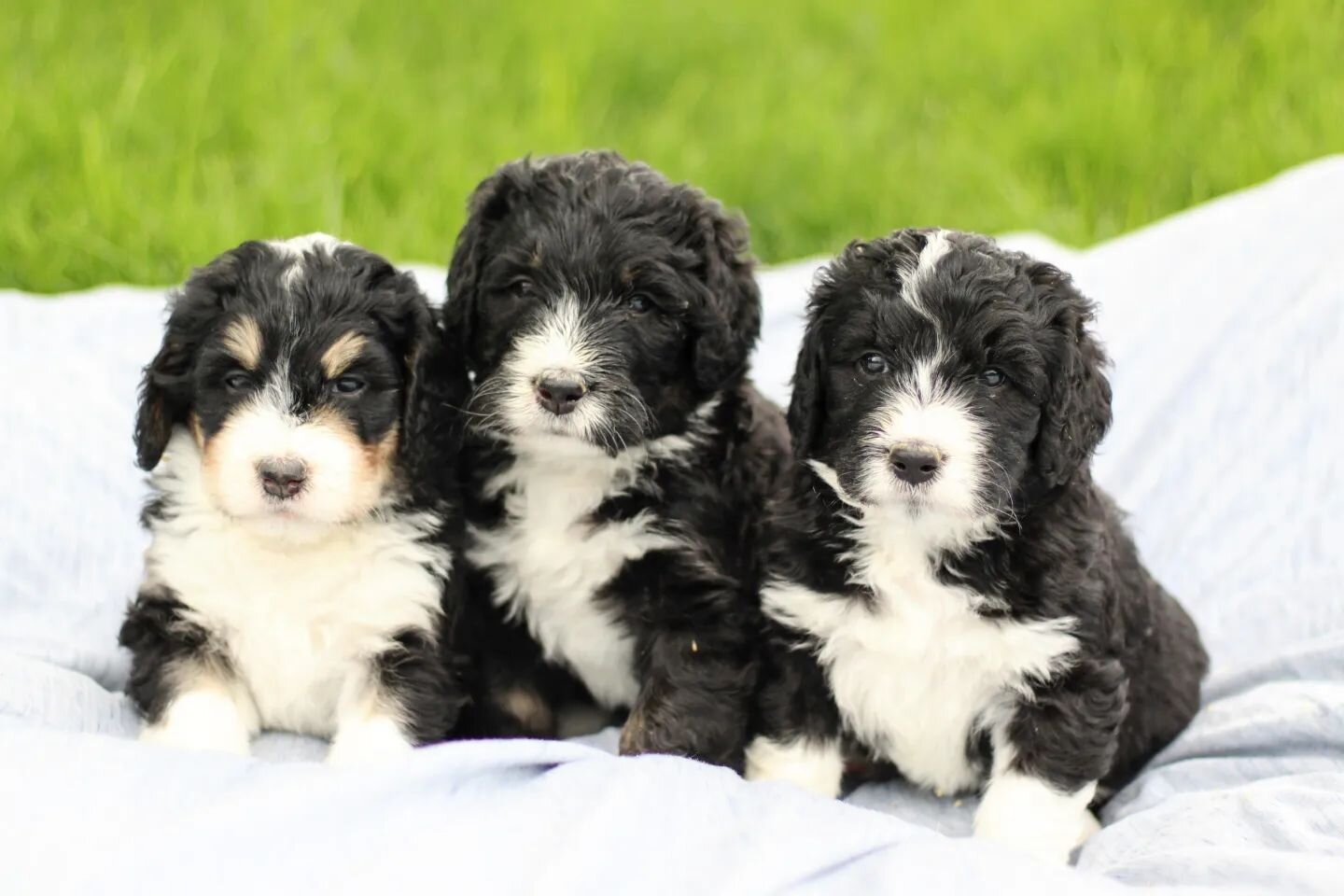 Finally figuring out this whole puppy thing 🐾

#haystackmountain #haystackbernedoodles  #bernedoodle #coloradobernedoodle #bernedoodlesofinstagram  #doodlesofinstagram #doodlesoftheworld #dogsofinstagram #puppiesofinstagram #puppy #tricolorbernedood