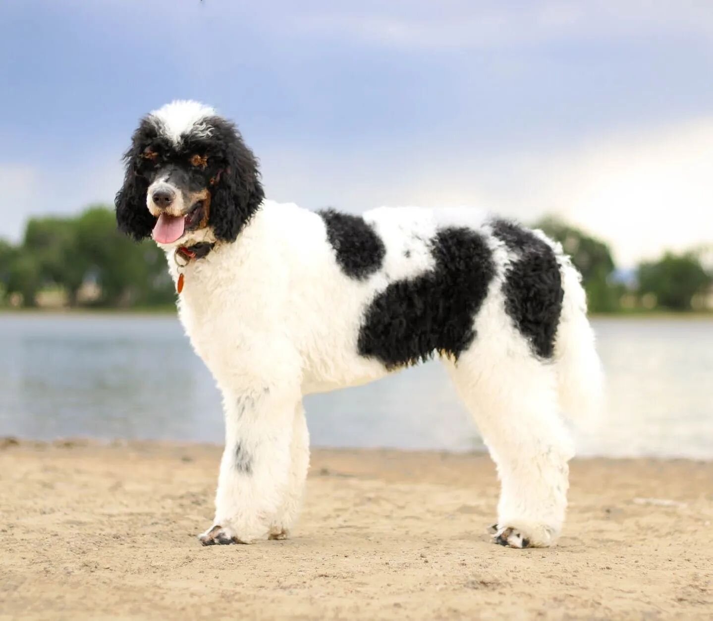 Boden officially passed his PennHip exam 🏆 We couldn't be more excited to have him in our program. Between his loud tri-coloring and sweet disposition, we're sure his puppies will be wonderful!

#haystackmountain #haystackbernedoodles  #bernedoodle 