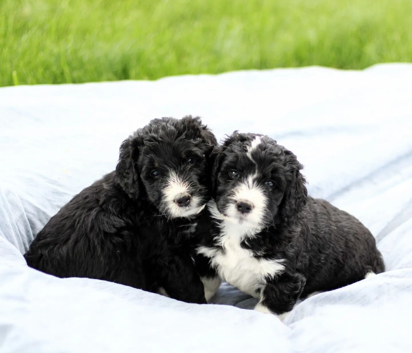 Excuse us, we were in the middle of cuddling 🥰

#haystackmountain #haystackbernedoodles  #bernedoodle #coloradobernedoodle #bernedoodlesofinstagram  #doodlesofinstagram #doodlesoftheworld #dogsofinstagram #puppiesofinstagram #puppy #tricolorbernedoo