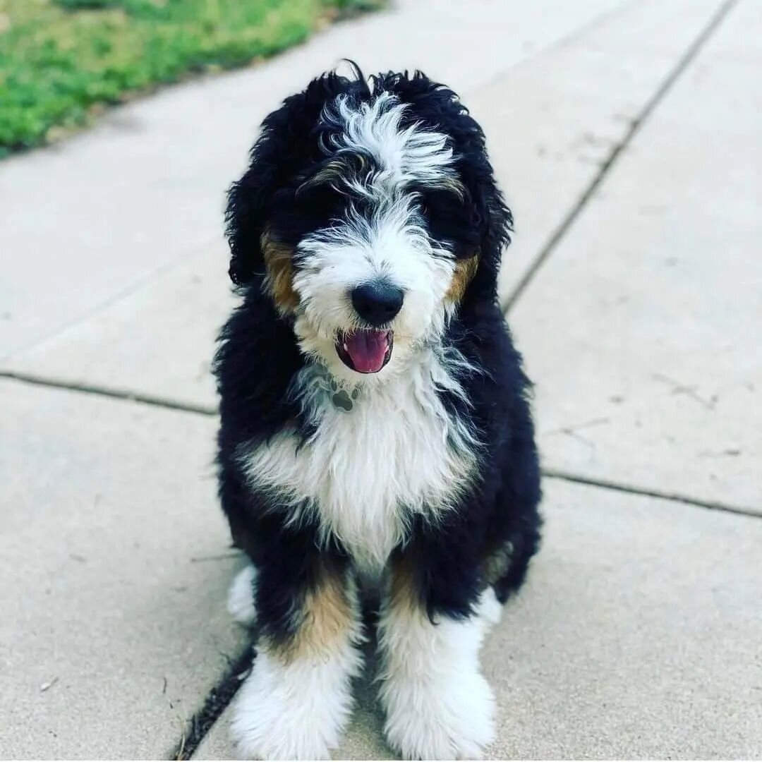 Yee-haw 🤠 Little Cowboy keeps getting cuter by the day!

#haystackmountain #haystackbernedoodles  #bernedoodle #coloradobernedoodle #bernedoodlesofinstagram  #doodlesofinstagram #doodlesoftheworld #dogsofinstagram #puppiesofinstagram #puppy #tricolo