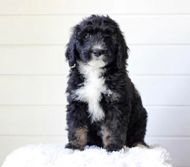 &quot;Do you want to be my family?&quot; 🥰 This little girl is looking for a home! She's a beautiful pup from Tillie and Girard's litter and is ready to go home this week :) Please reach out if you're interested.

#haystackbernedoodles  #bernedoodle