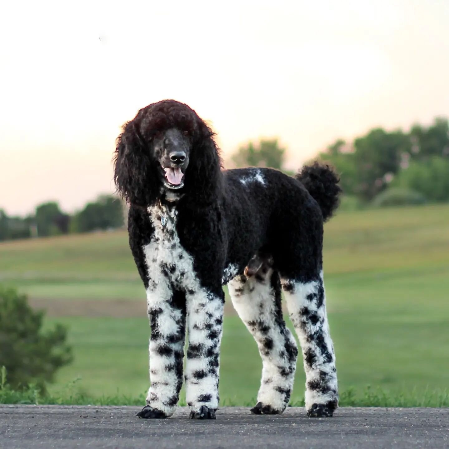 A Poodle like no other 🎖️Girard is the most intelligent, attentive dog we've ever had. We're thankful he is the original stud of our program, we're sure his puppies' parents would agree!

#haystackbernedoodles  #bernedoodle #coloradobernedoodle #ber