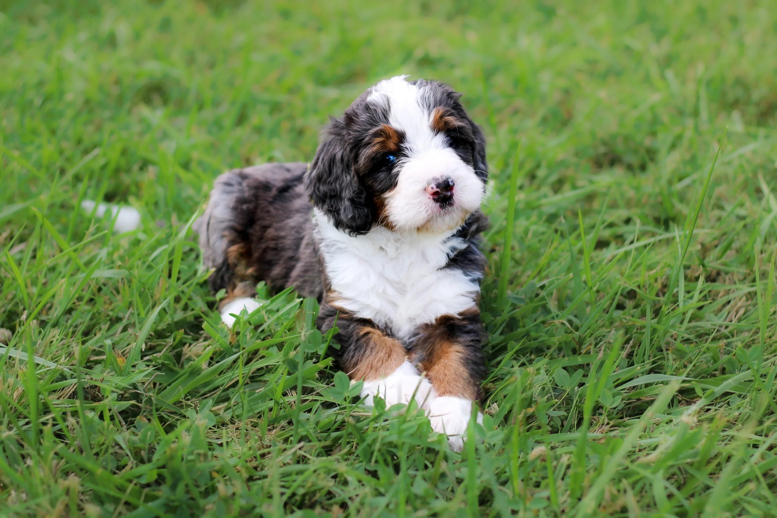 Andie pup laying.jpg