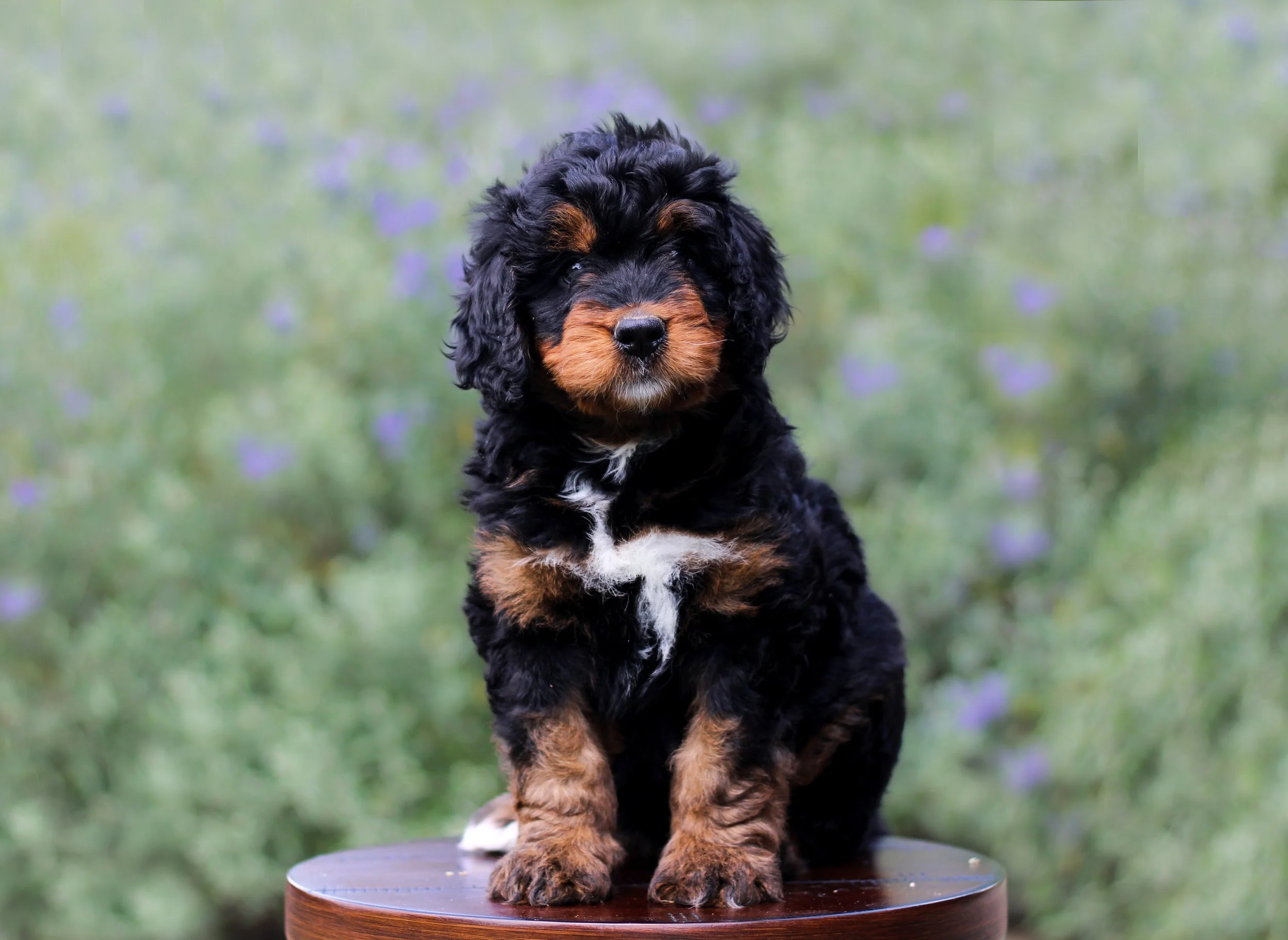 Siggi pup 1.jpg