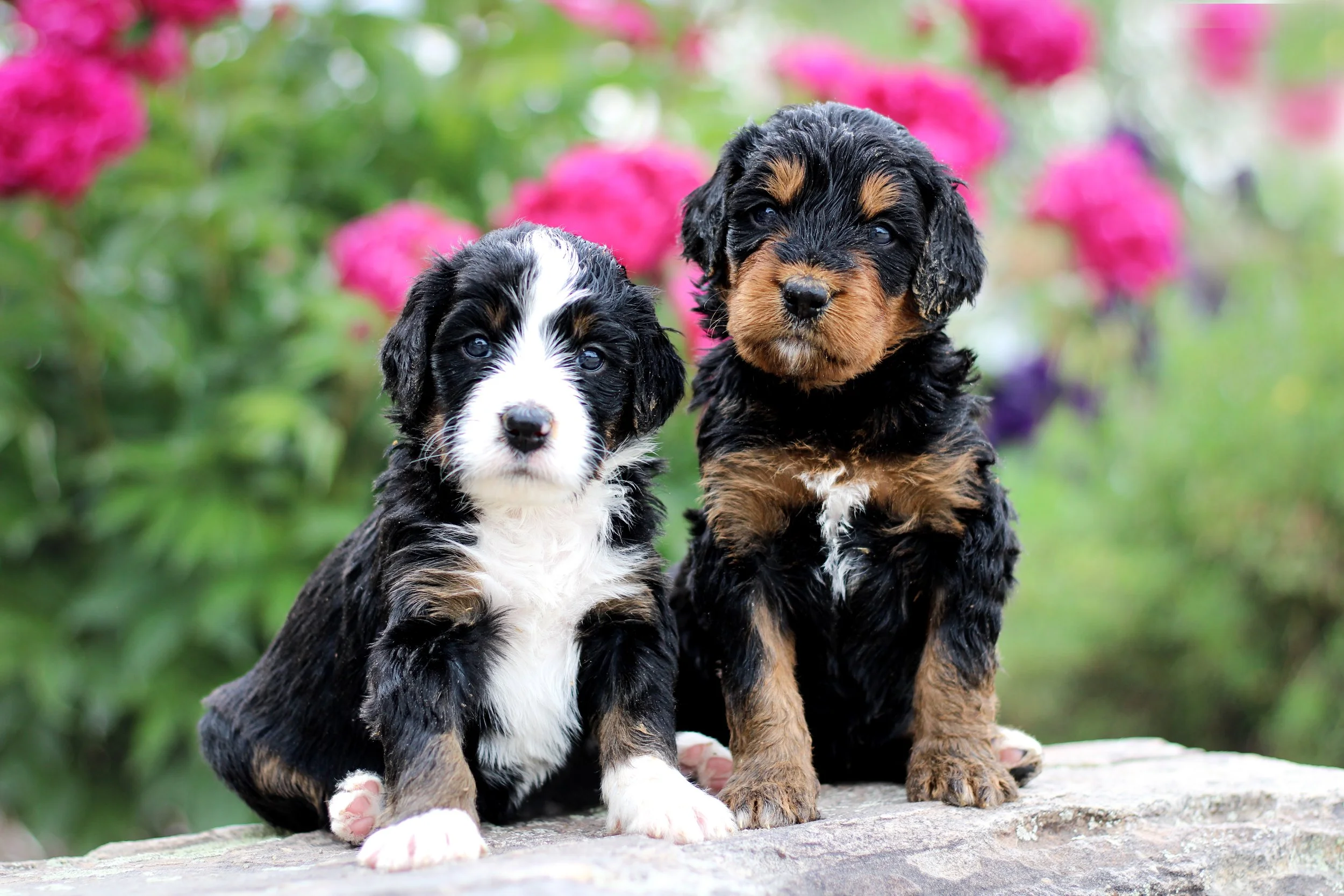 Siggi 2 pups.jpg