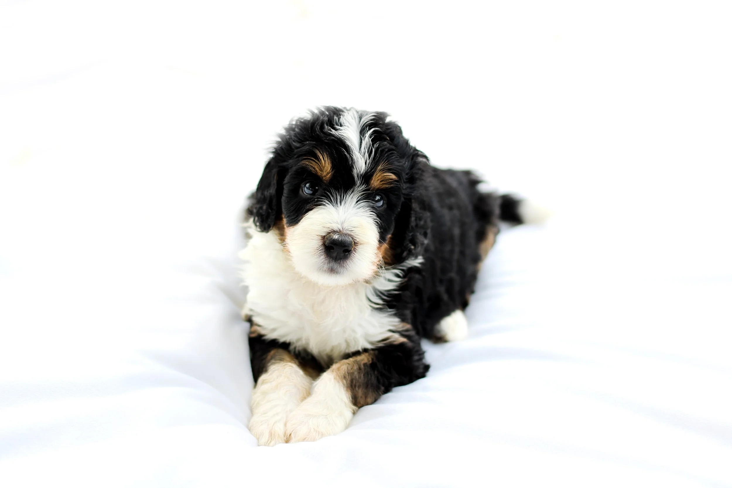 sig pup jpg .jpg