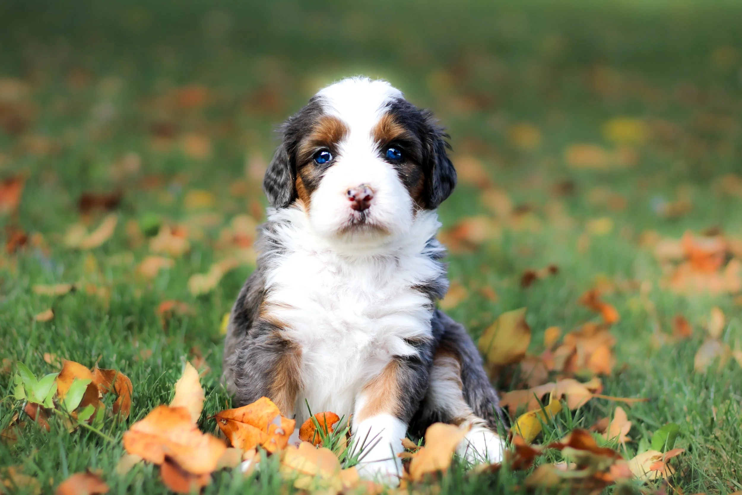 Belle pup leaves.jpg
