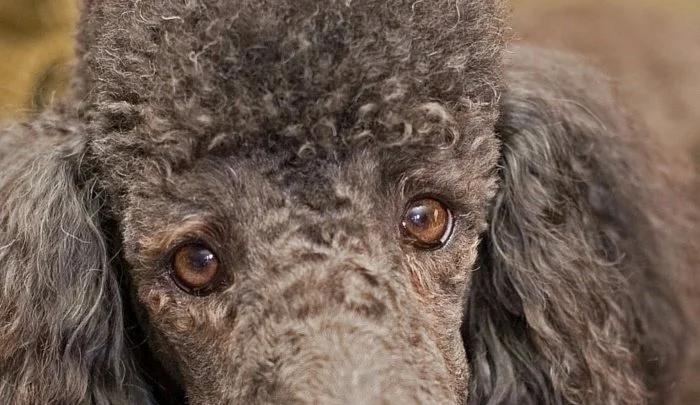 Poodle-Eye-Problems.jpeg