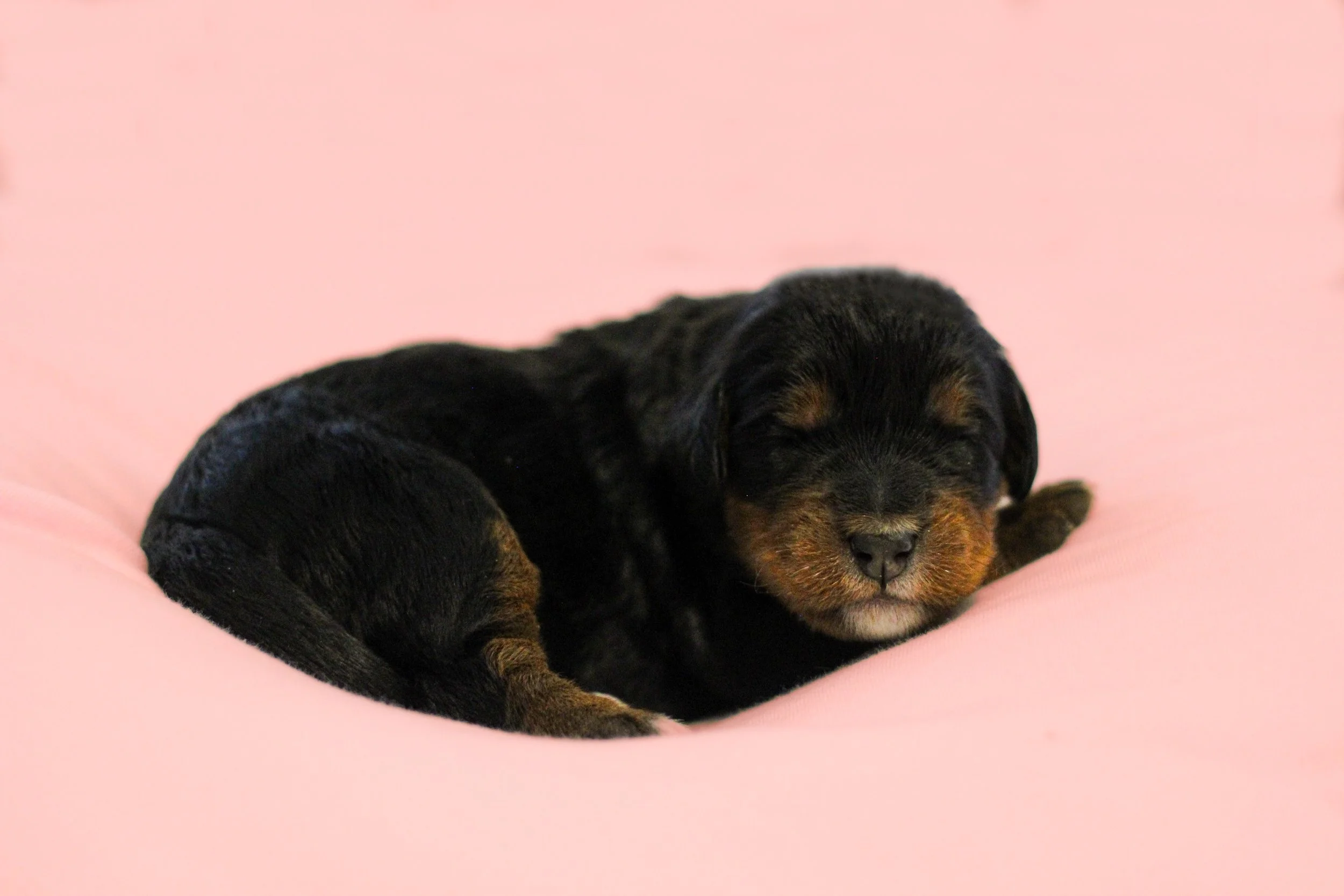 Phantom f white chest .jpg