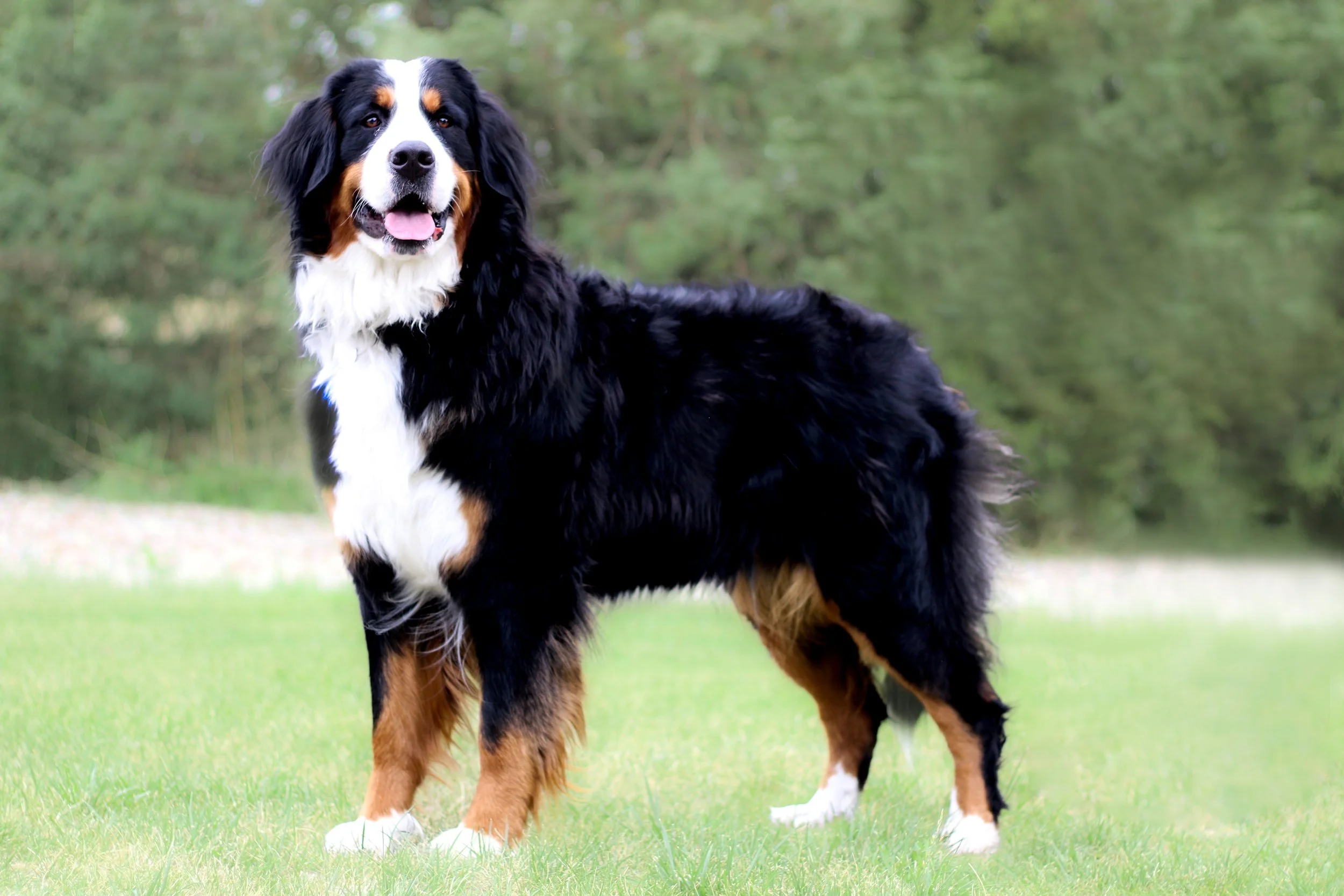 Freska Bernese mountain dog