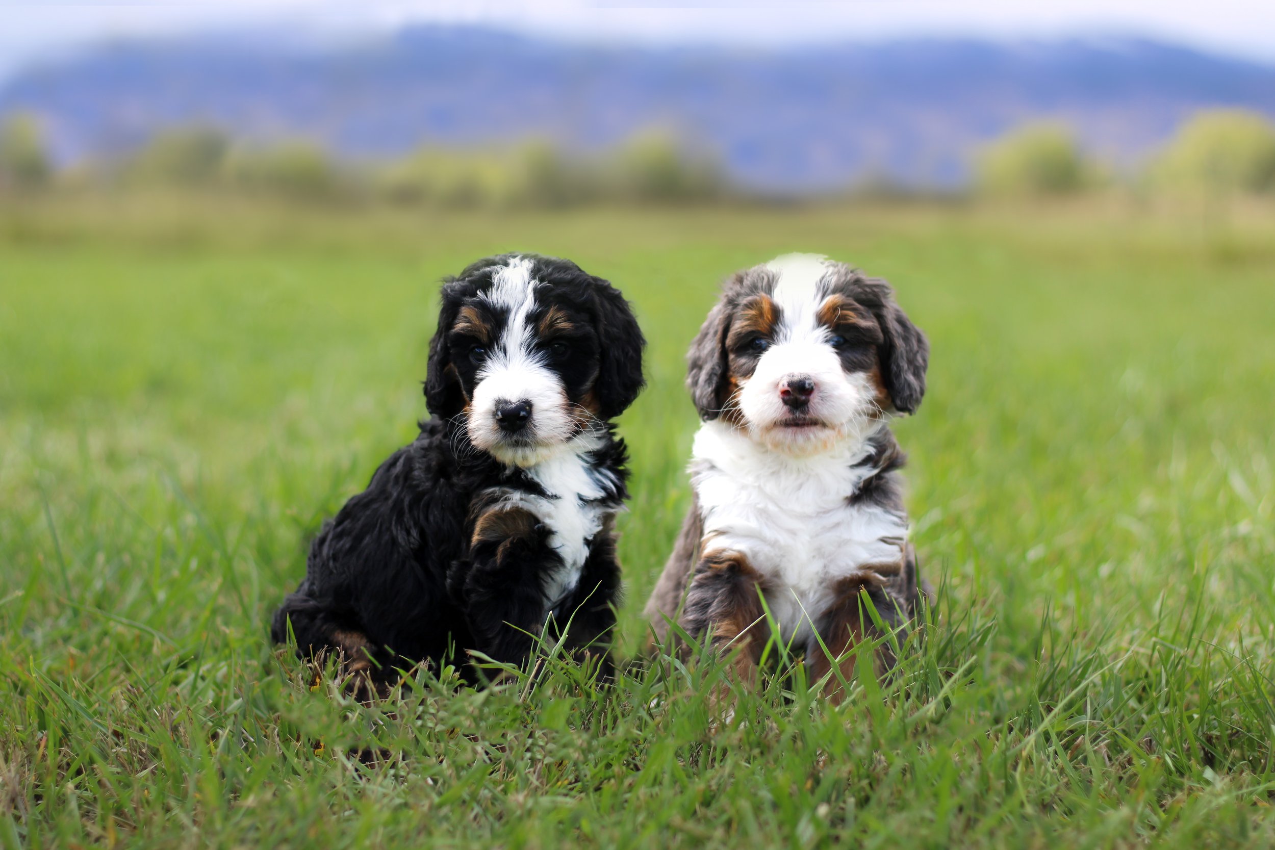 Andie 2 pups.jpg