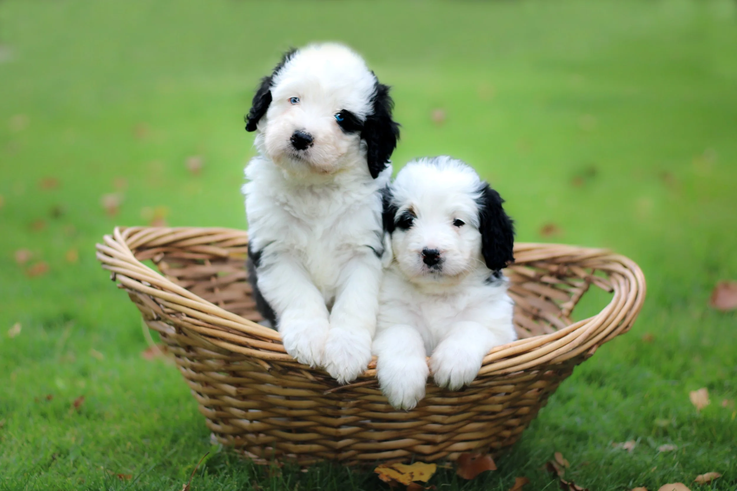 Panda pups basket.jpg