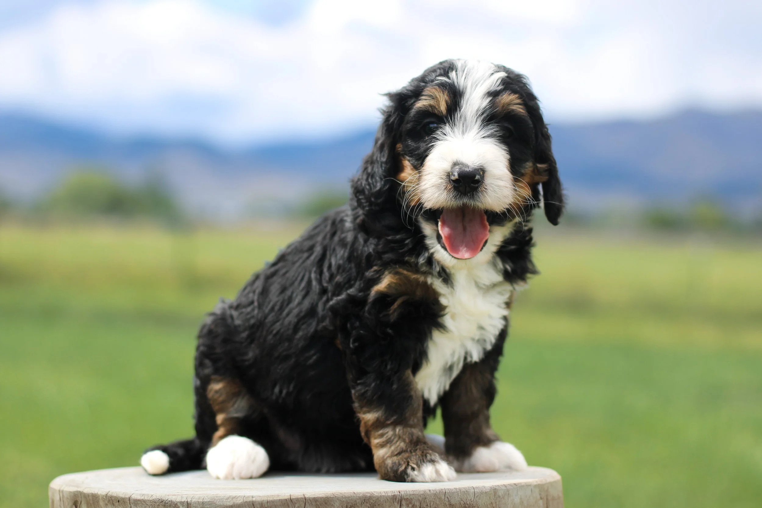 Basil 5 weeks.jpg