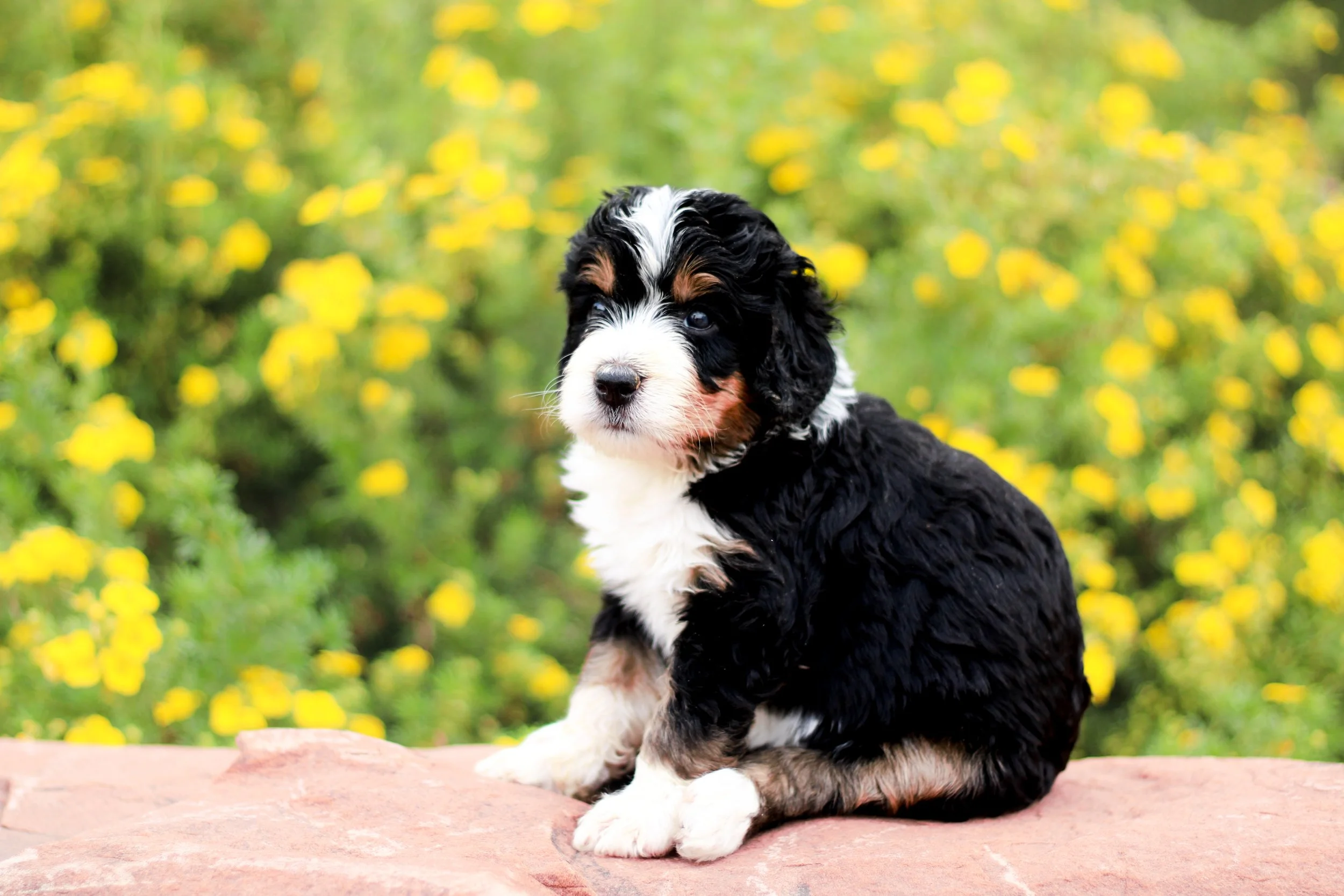 sig pups jpg 3.jpg
