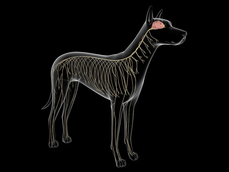 1-nervous-system-of-a-dog-x-ray-view-stocktrek-images.jpeg