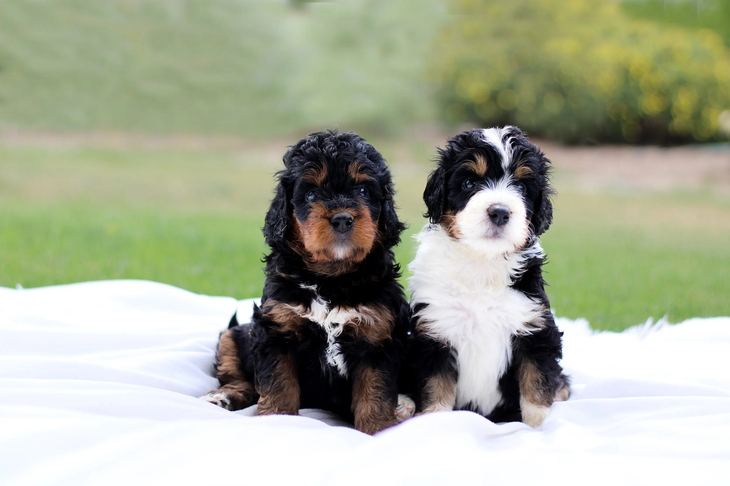 sig pups jpg 2.jpg