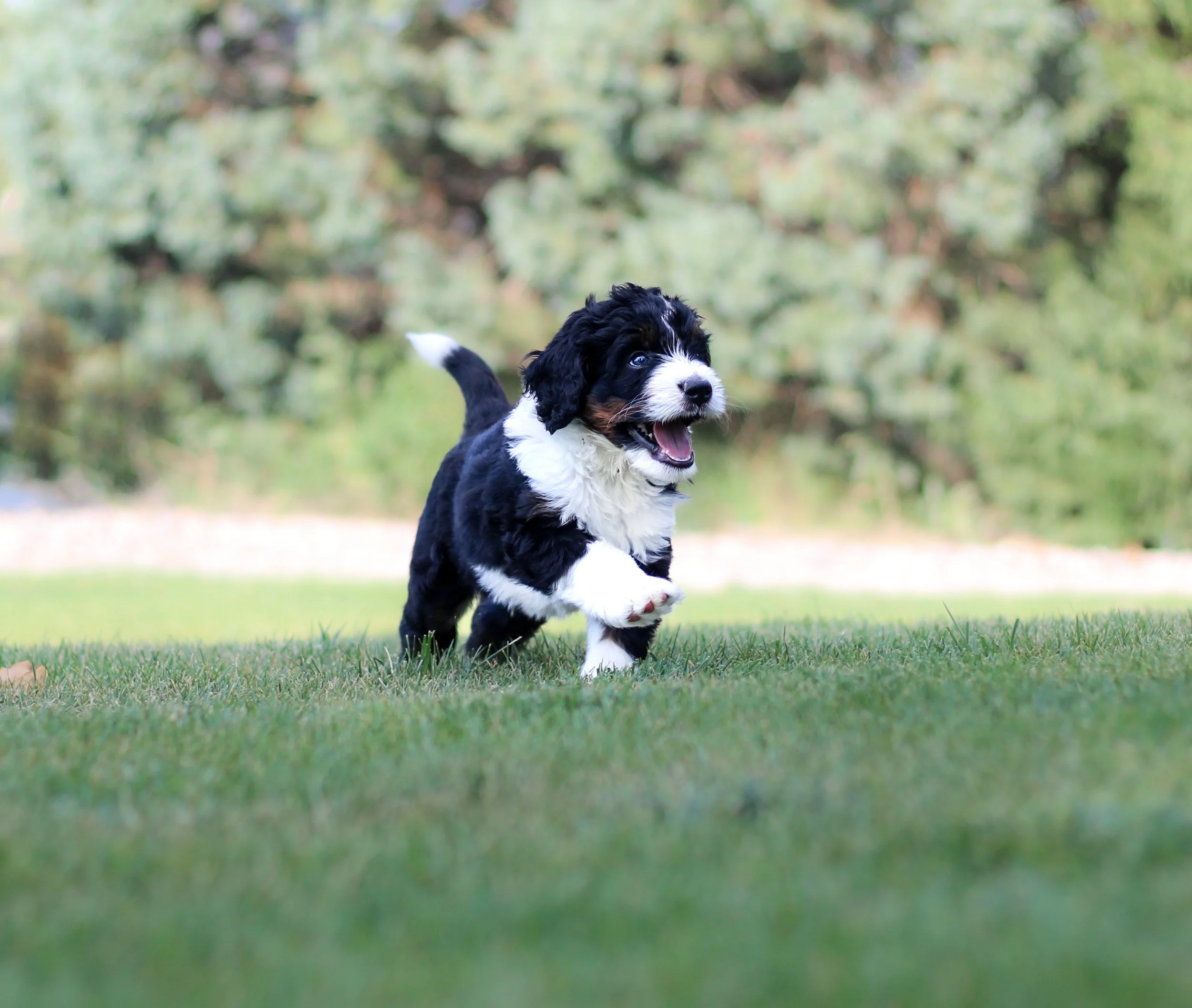 Siggi M running.jpg