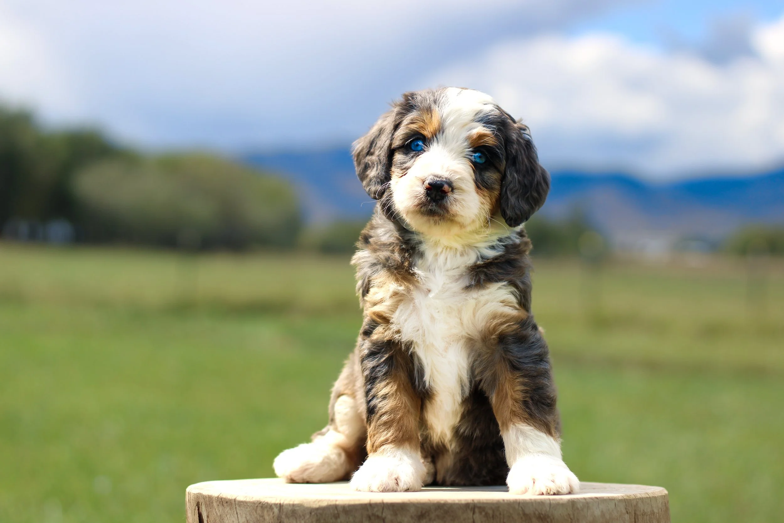 Sage 5 weeks.jpg
