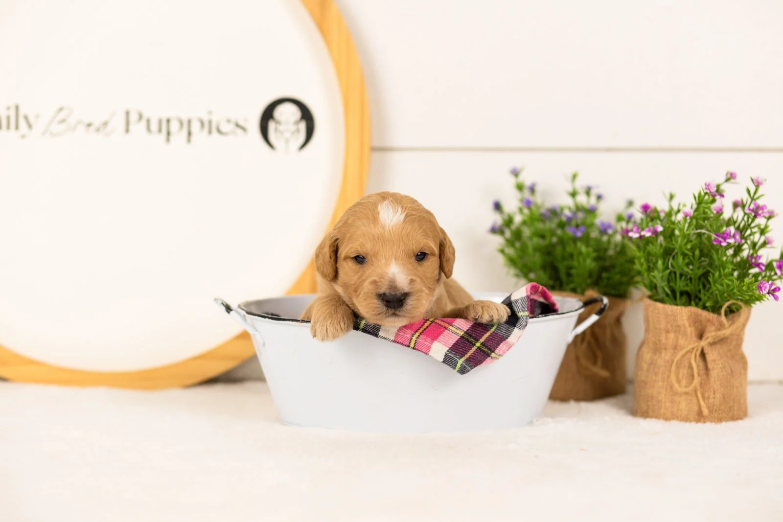 Sonny goldendoodle for sale(4).jpg