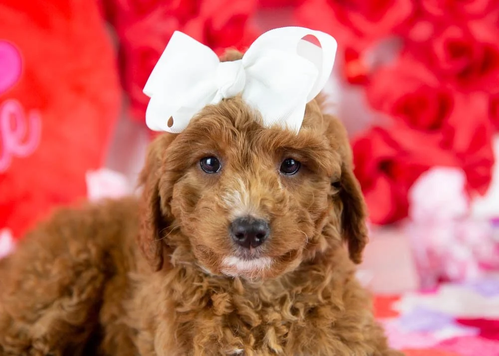 Jesse 11-29-25 F Loretta Lynn 5.42-3.jpg