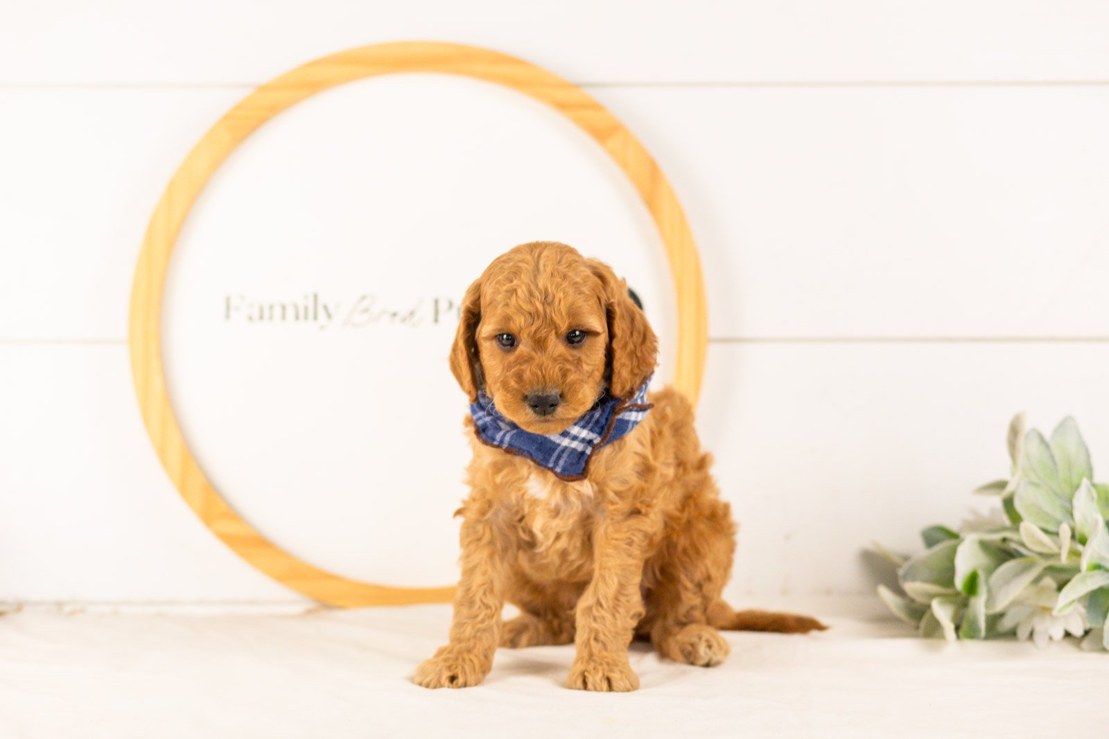Rainer goldendoodle for sale(1).jpg