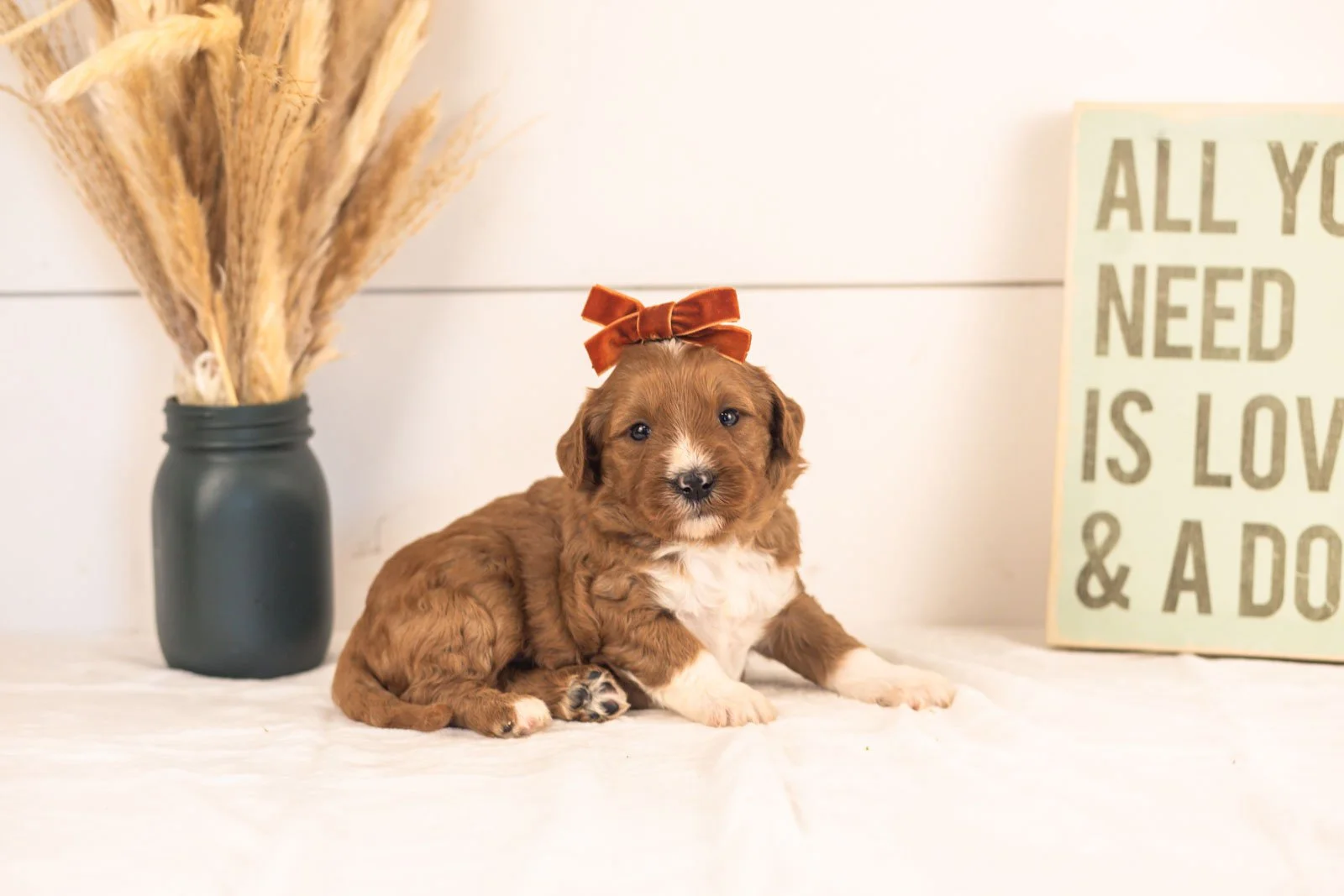 Astros goldendoodle for sale(4).jpg