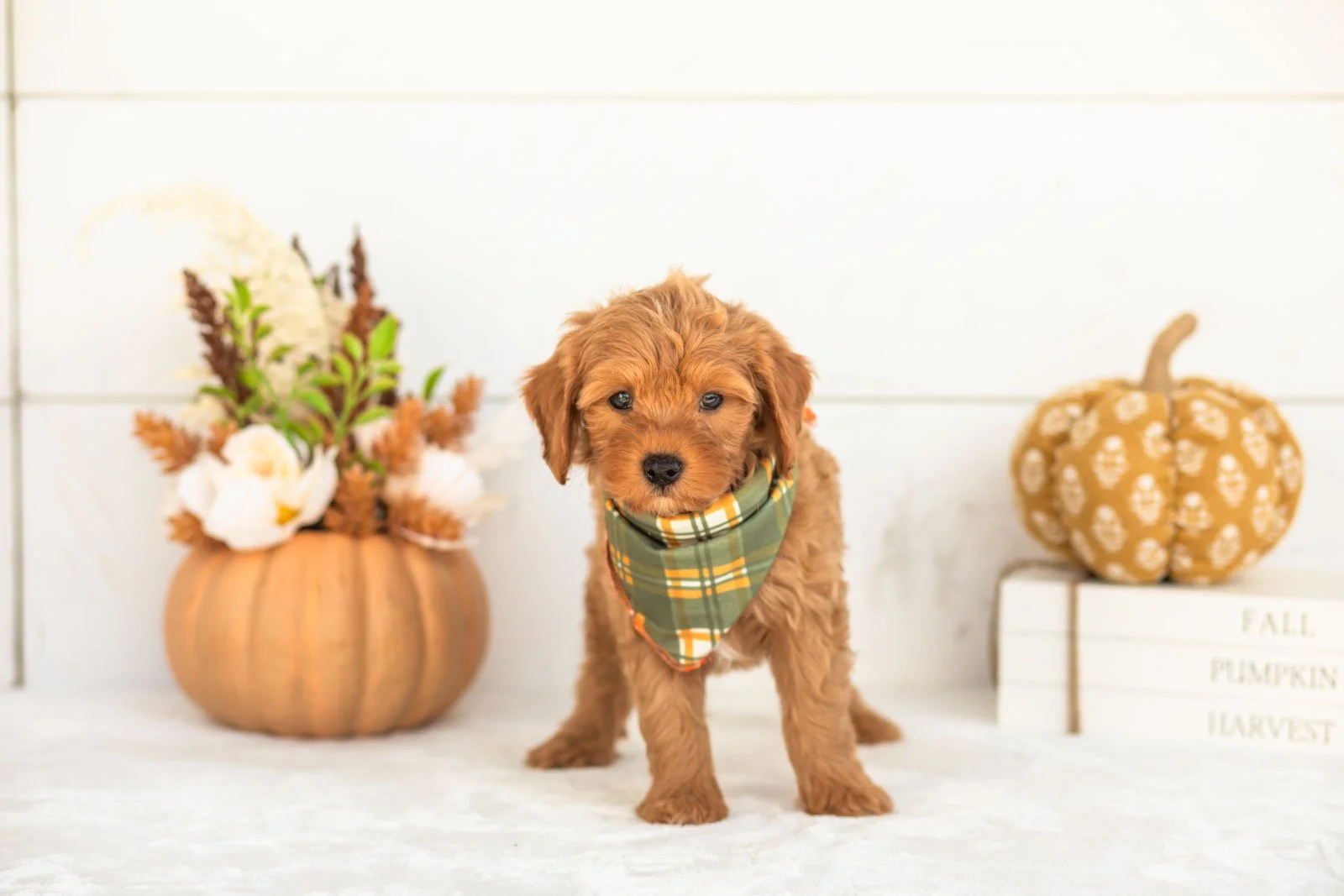 Jonah goldendoodle for sale 5.jpg