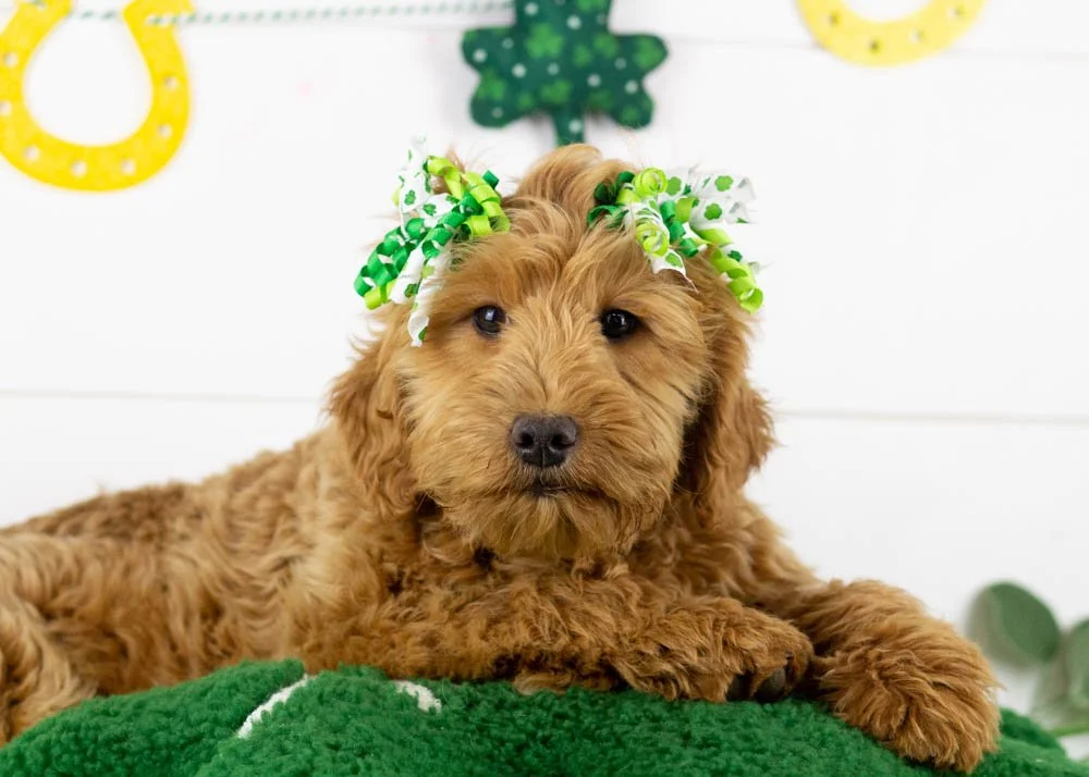 goldendoodle for sale