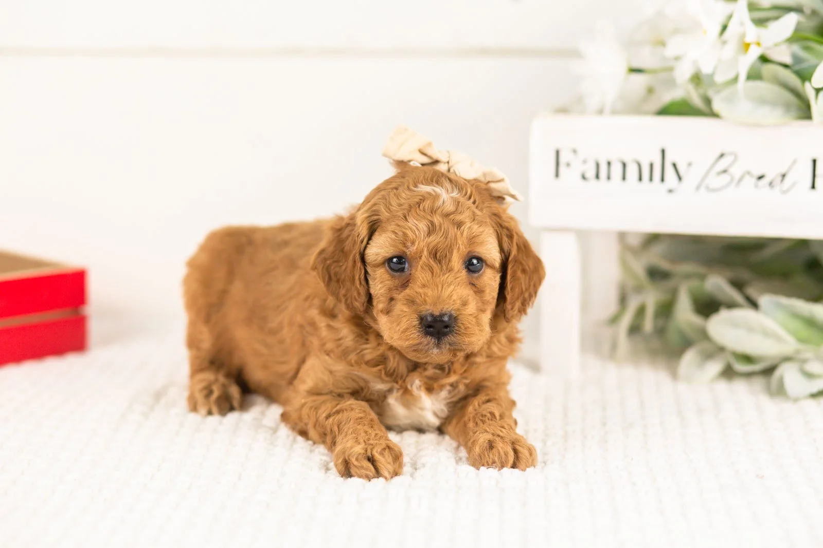 lisa goldendoodle for sale(2).jpg