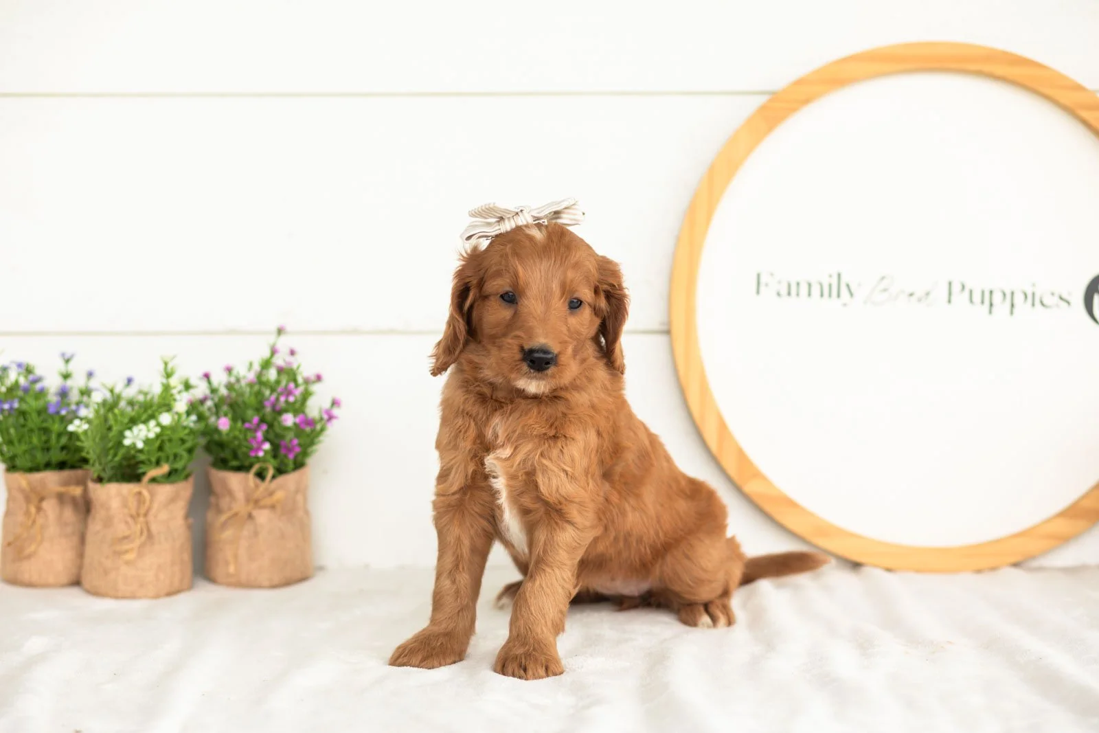 eliza goldendoodle for sale.jpg