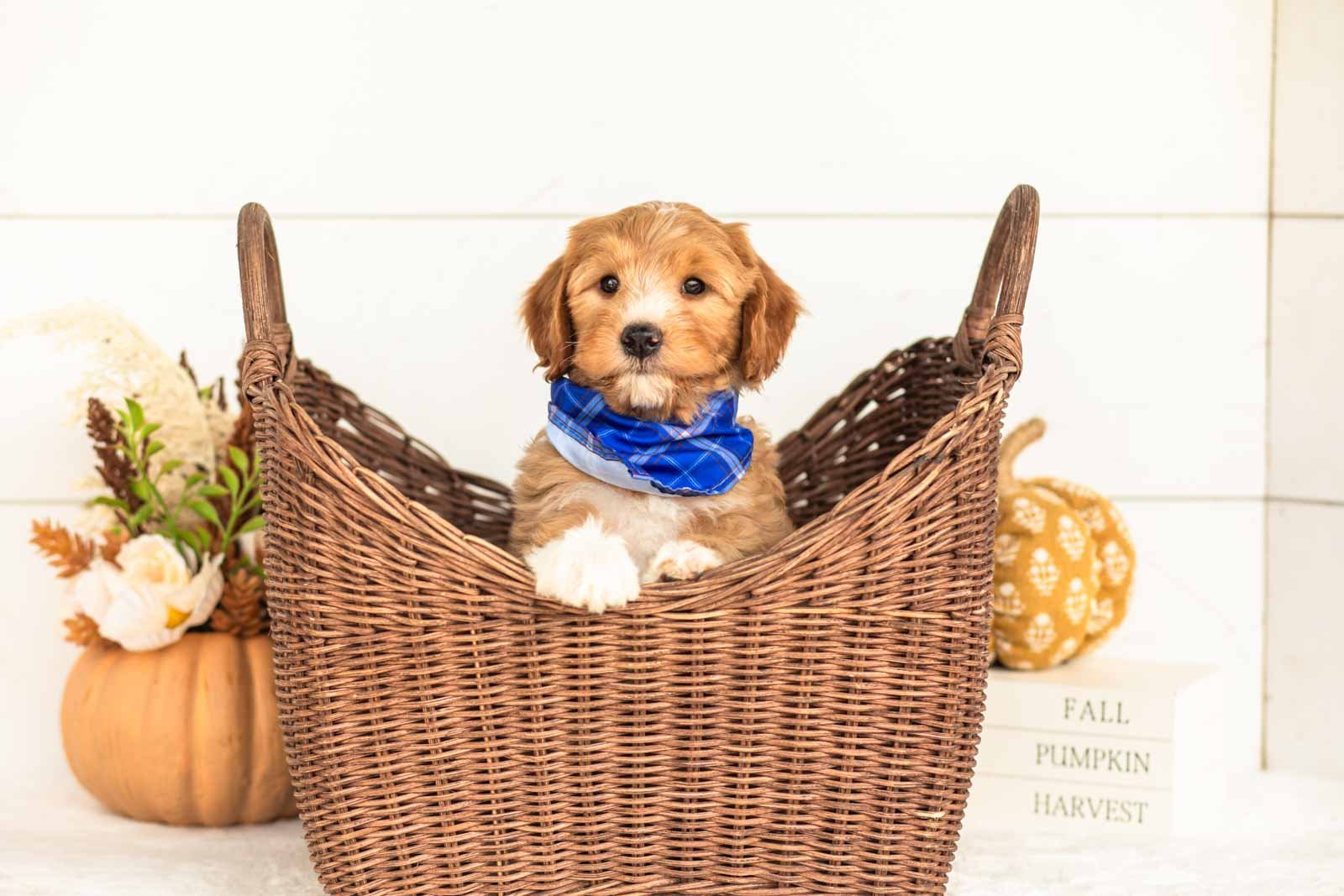 Jack goldendoodle for sale 1.jpg