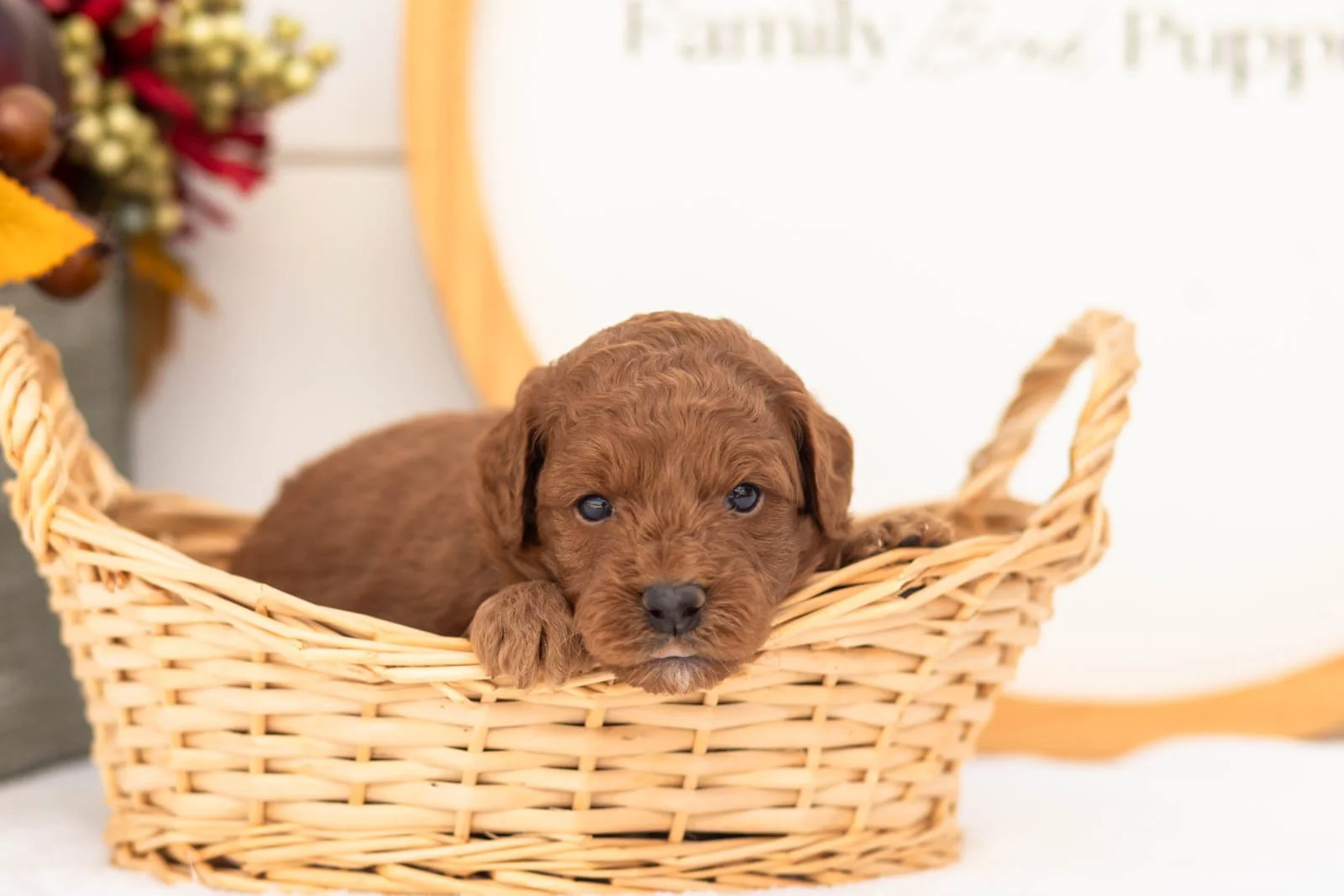 Jonathan goldendoodle for sale.jpg
