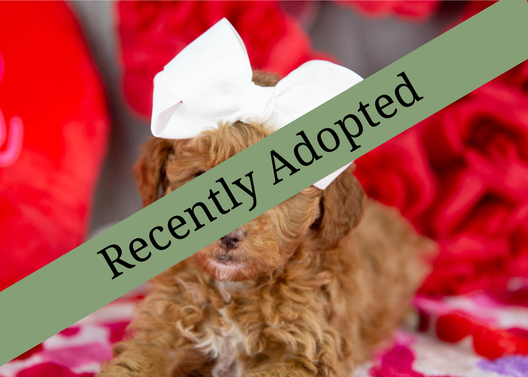 goldendoodle for sale