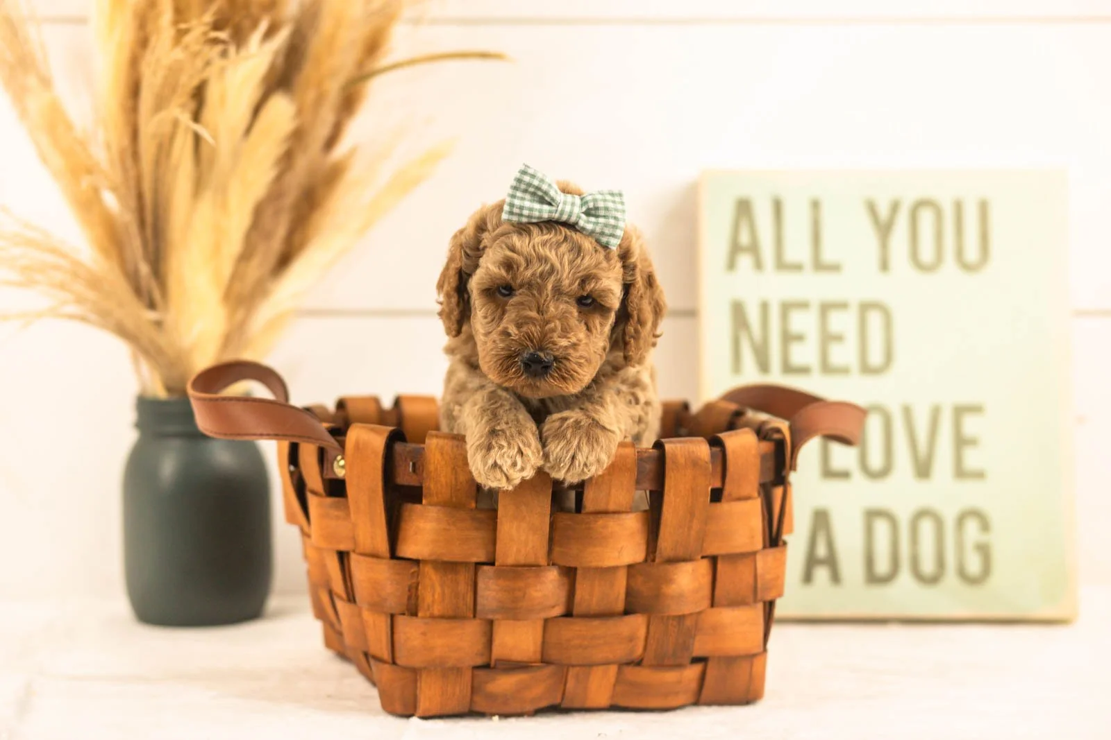 Lily goldendoodle for sale(1).jpg