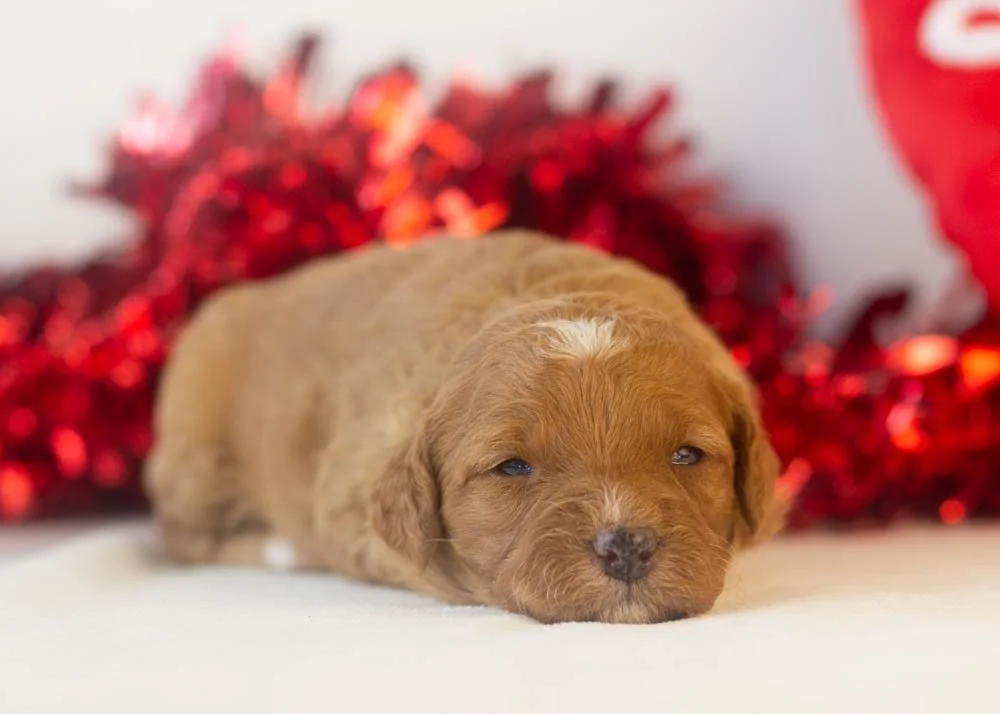 Barbara goldendoodle for sale(3).jpg