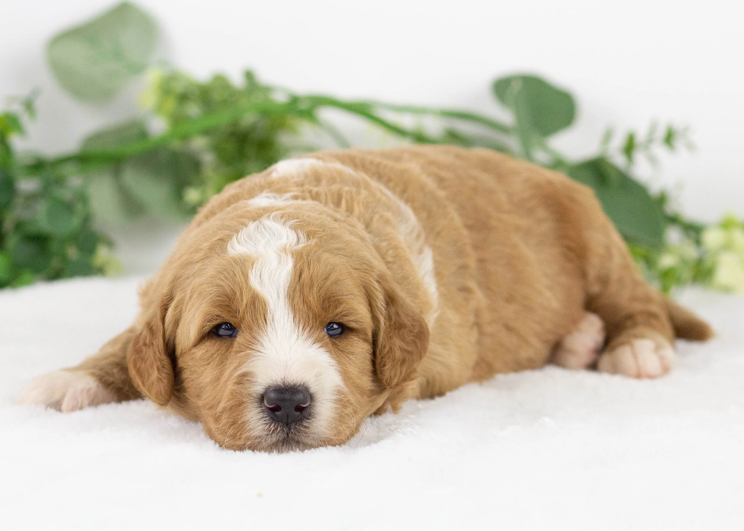 Eagle goldendoodle for sale.jpg