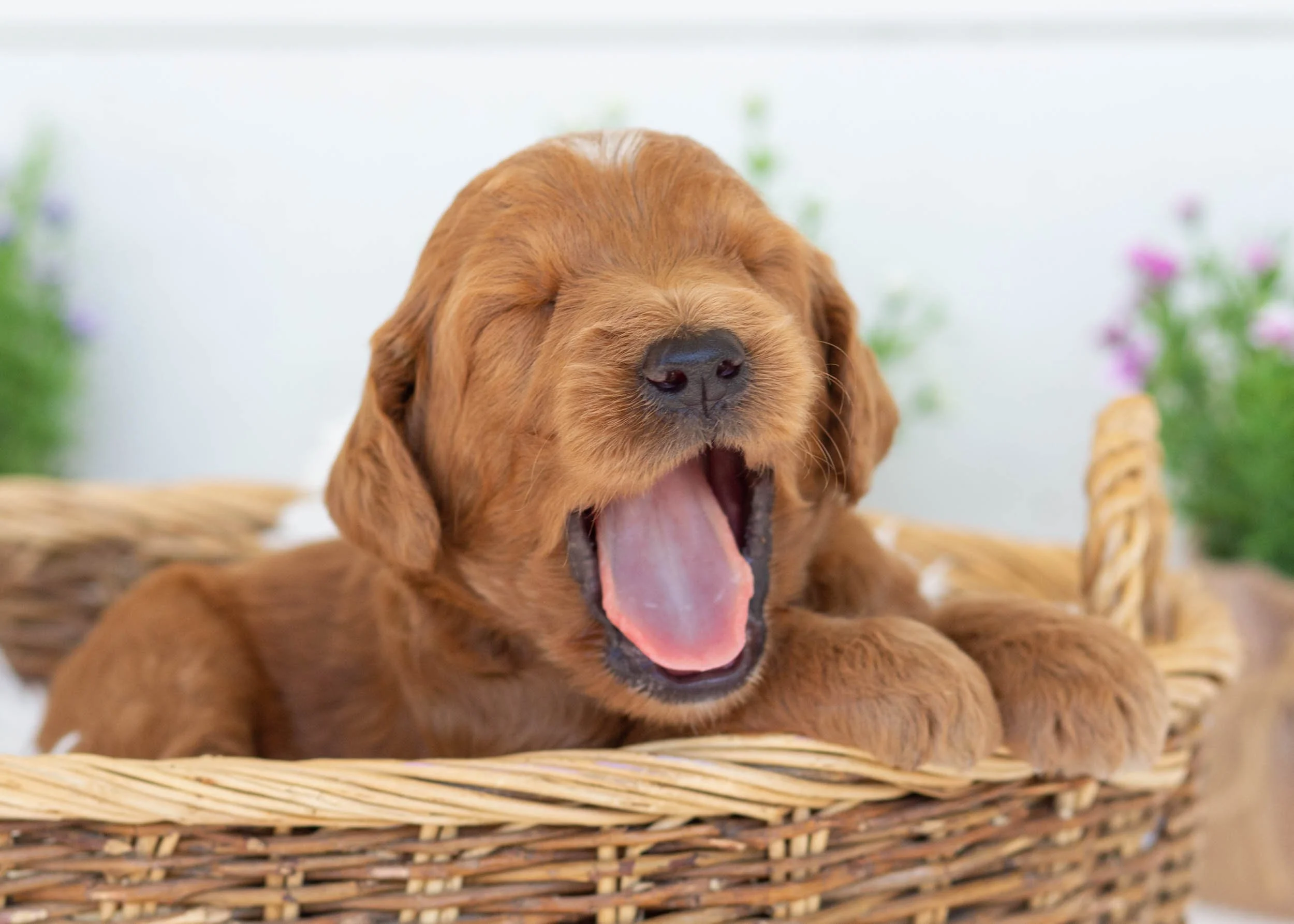 Edna goldendoodle for sale(2).jpg