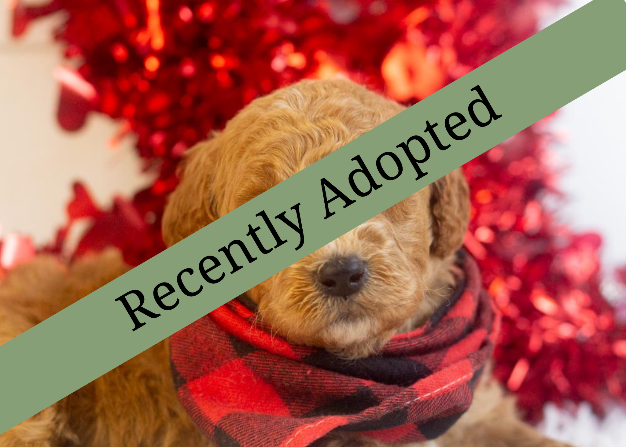 goldendoodle for sale