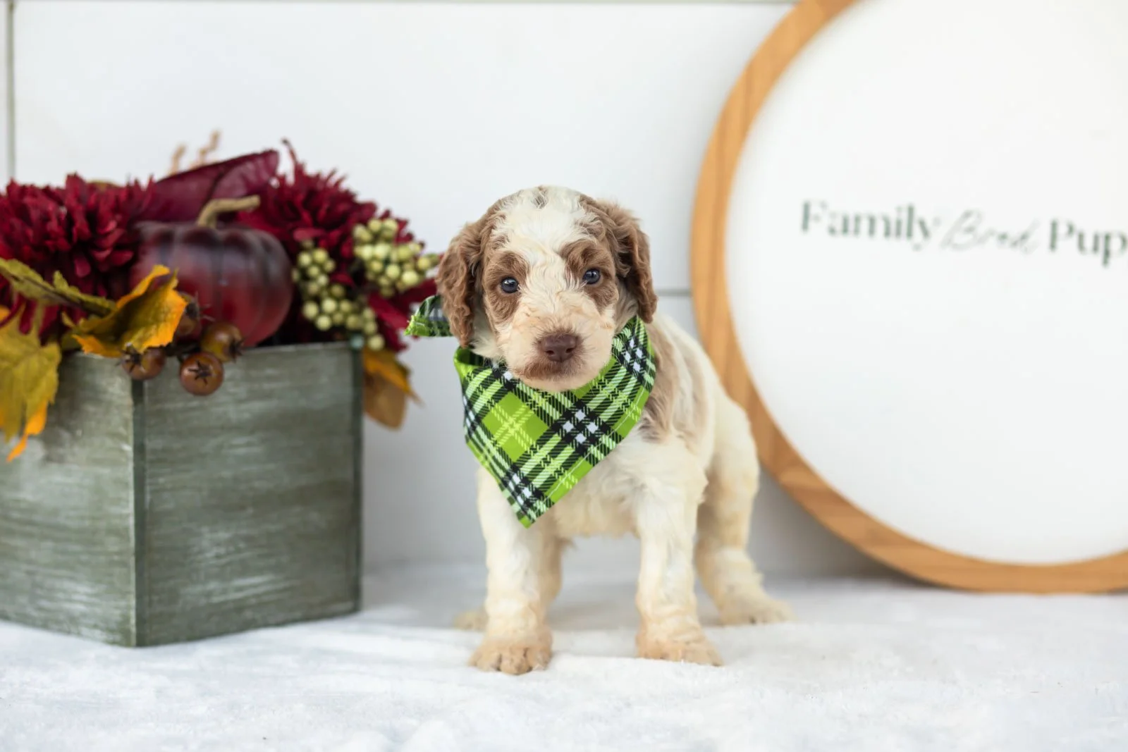 Brooks goldendoodle for sale(4).jpg
