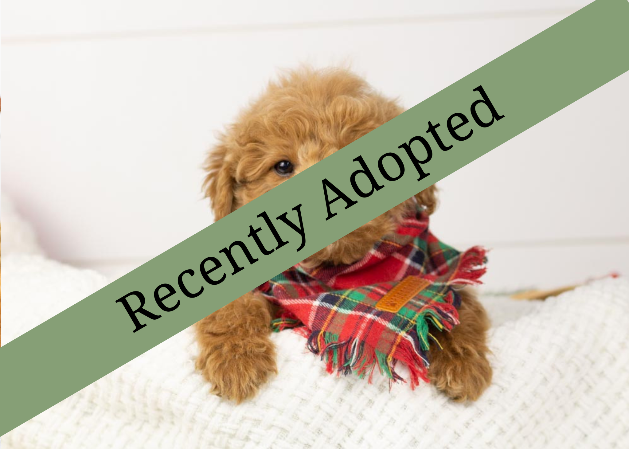 Goldendoodle for sale