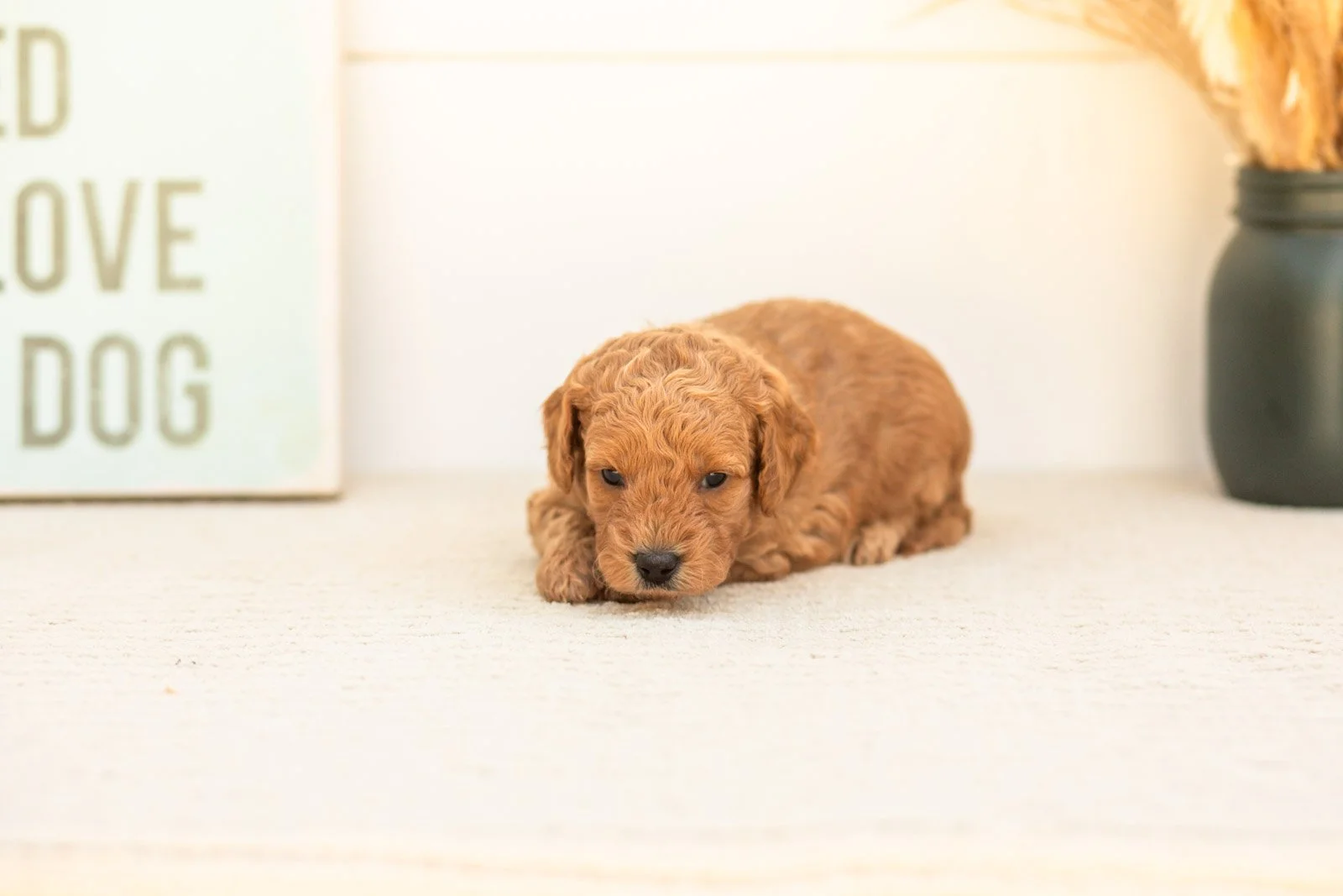 Cricket goldendoodle for sale.jpg
