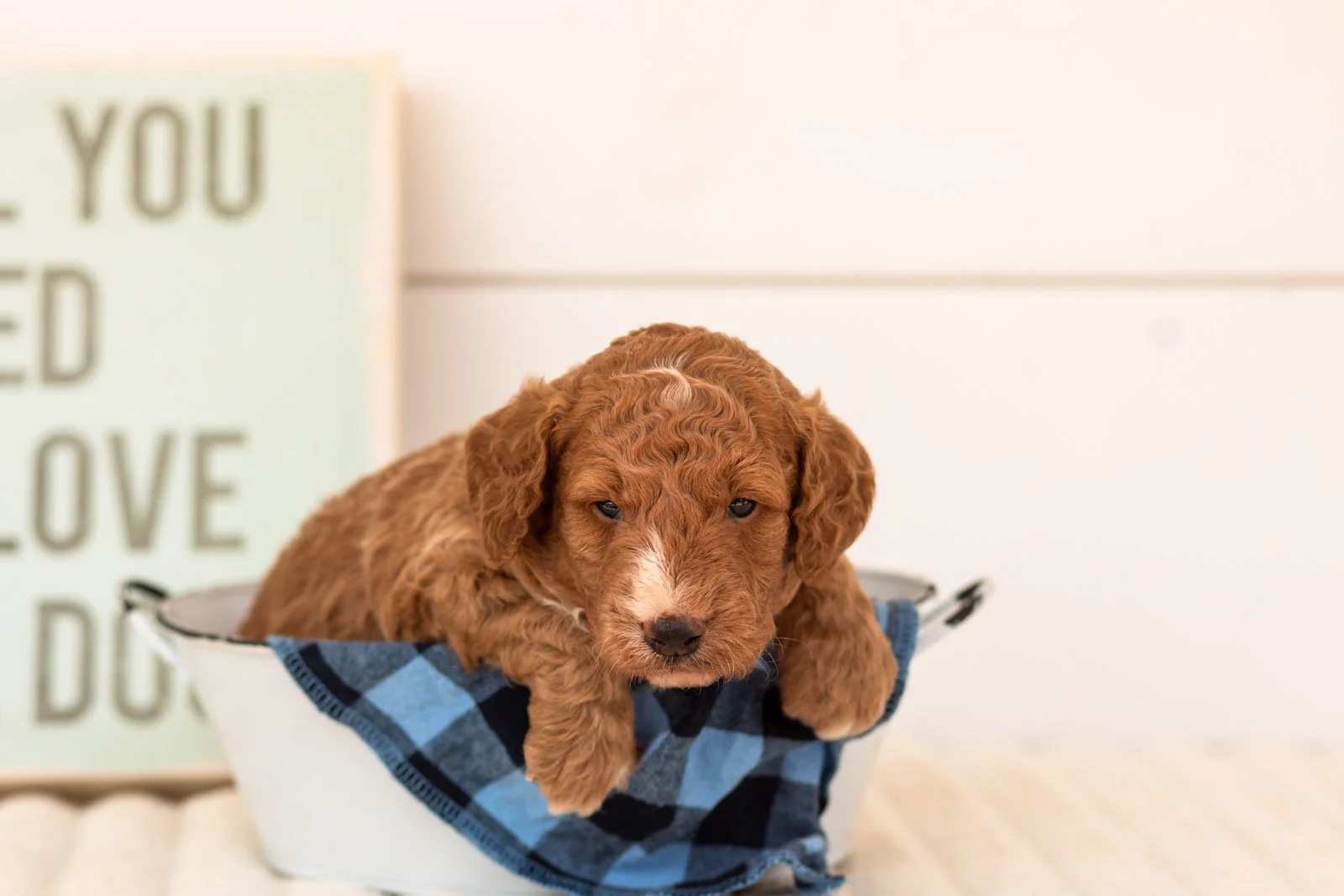 Guppy goldendoodle for sale(4).jpg